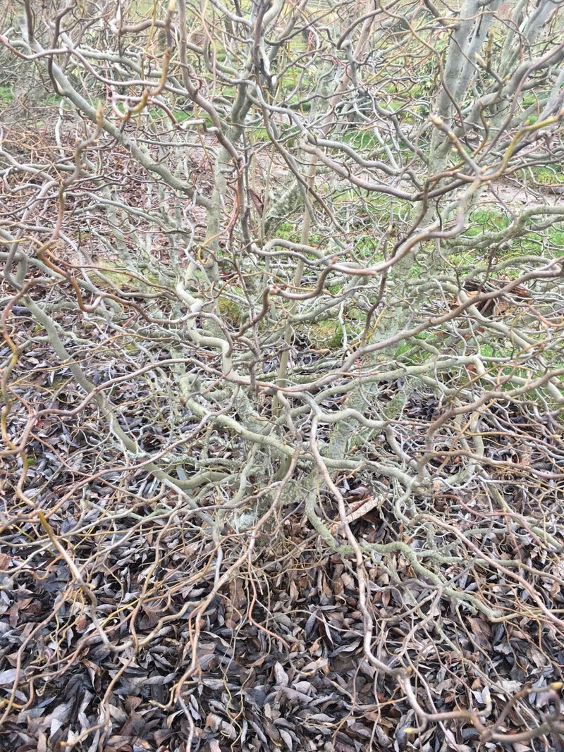 - Nyssa sylvatica 'Zydeco Twist' Contorted Black Gum - Mr Maple │ Buy Japanese Maple Trees