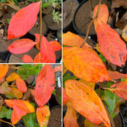 - Nyssa sylvatica 'Zydeco Twist' Contorted Black Gum - Mr Maple │ Buy Japanese Maple Trees