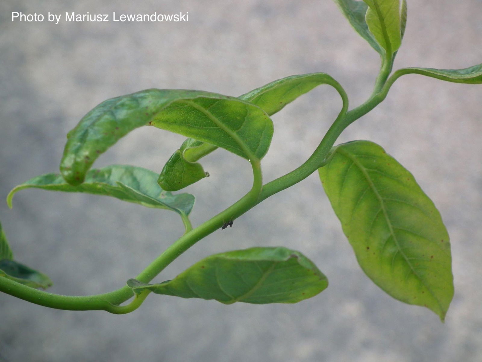 ◆sala tree◆ Morse 304411-180in Rotary Helm Boat Steering Cable 15ft Red