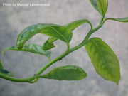 - Nyssa sylvatica 'Zydeco Twist' Contorted Black Gum - Mr Maple │ Buy Japanese Maple Trees