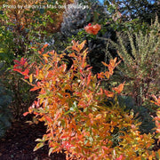 - Nyssa sylvatica 'Zydeco Twist' Contorted Black Gum - Mr Maple │ Buy Japanese Maple Trees