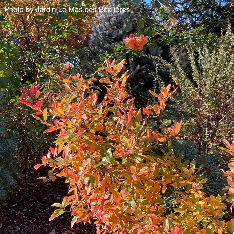 - Nyssa sylvatica 'Zydeco Twist' Contorted Black Gum - Mr Maple │ Buy Japanese Maple Trees