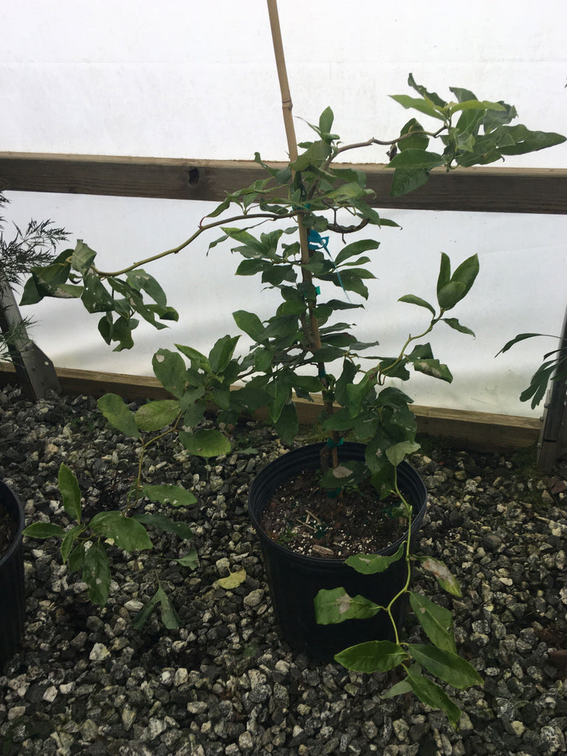 - Nyssa sylvatica 'Zydeco Twist' Contorted Black Gum - Mr Maple │ Buy Japanese Maple Trees