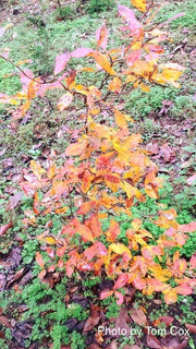 - Nyssa sylvatica 'Zydeco Twist' Contorted Black Gum - Mr Maple │ Buy Japanese Maple Trees