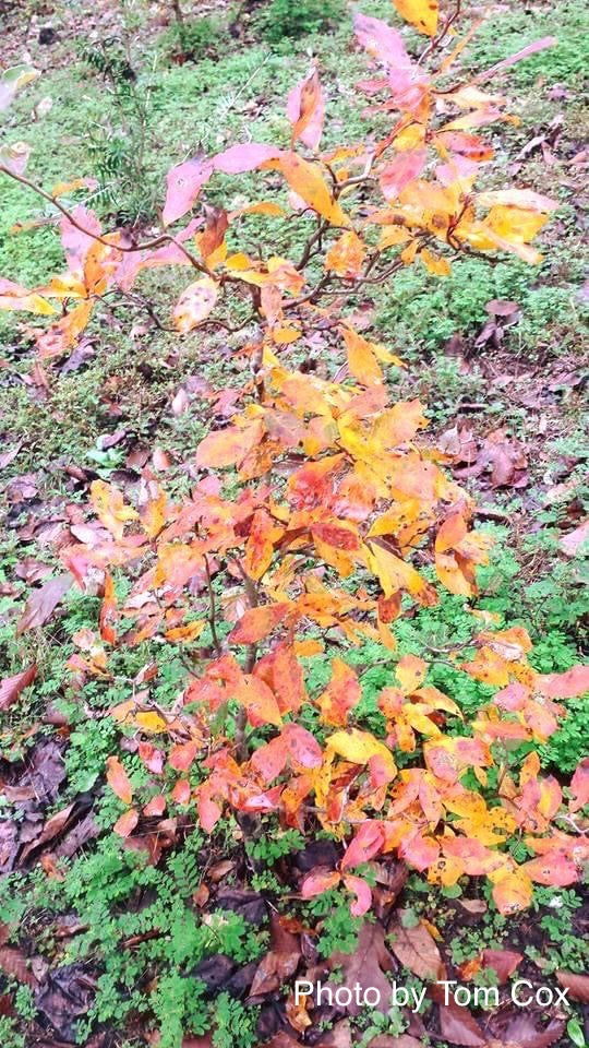 - Nyssa sylvatica 'Zydeco Twist' Contorted Black Gum - Mr Maple │ Buy Japanese Maple Trees