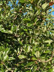 - Nyssa sylvatica 'Zydeco Twist' Contorted Black Gum - Mr Maple │ Buy Japanese Maple Trees