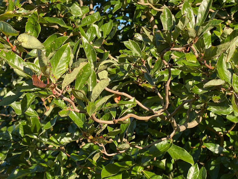 - Nyssa sylvatica 'Zydeco Twist' Contorted Black Gum - Mr Maple │ Buy Japanese Maple Trees