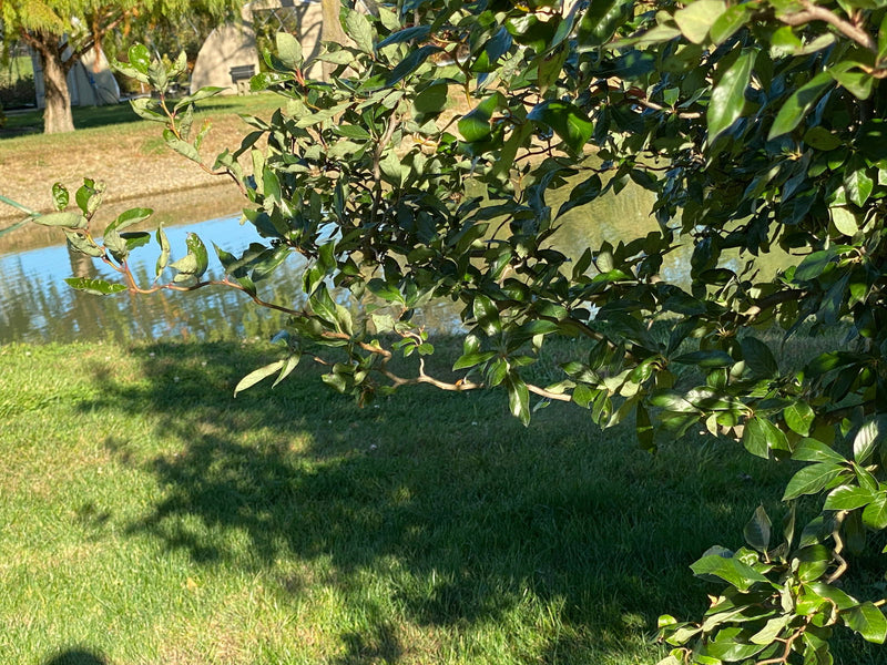 - Nyssa sylvatica 'Zydeco Twist' Contorted Black Gum - Mr Maple │ Buy Japanese Maple Trees