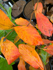 - Nyssa sylvatica 'Zydeco Twist' Contorted Black Gum - Mr Maple │ Buy Japanese Maple Trees