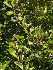 - Nyssa sylvatica 'Zydeco Twist' Contorted Black Gum - Mr Maple │ Buy Japanese Maple Trees