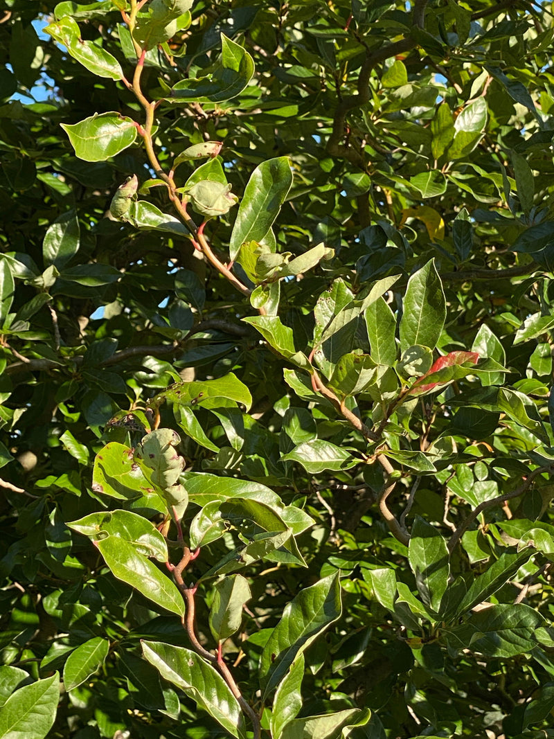 - Nyssa sylvatica 'Zydeco Twist' Contorted Black Gum - Mr Maple │ Buy Japanese Maple Trees