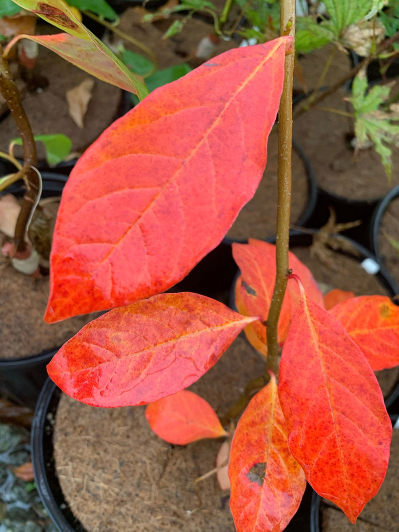 - Nyssa sylvatica 'Zydeco Twist' Contorted Black Gum - Mr Maple │ Buy Japanese Maple Trees