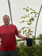 - Nyssa sylvatica 'Zydeco Twist' Contorted Black Gum - Mr Maple │ Buy Japanese Maple Trees