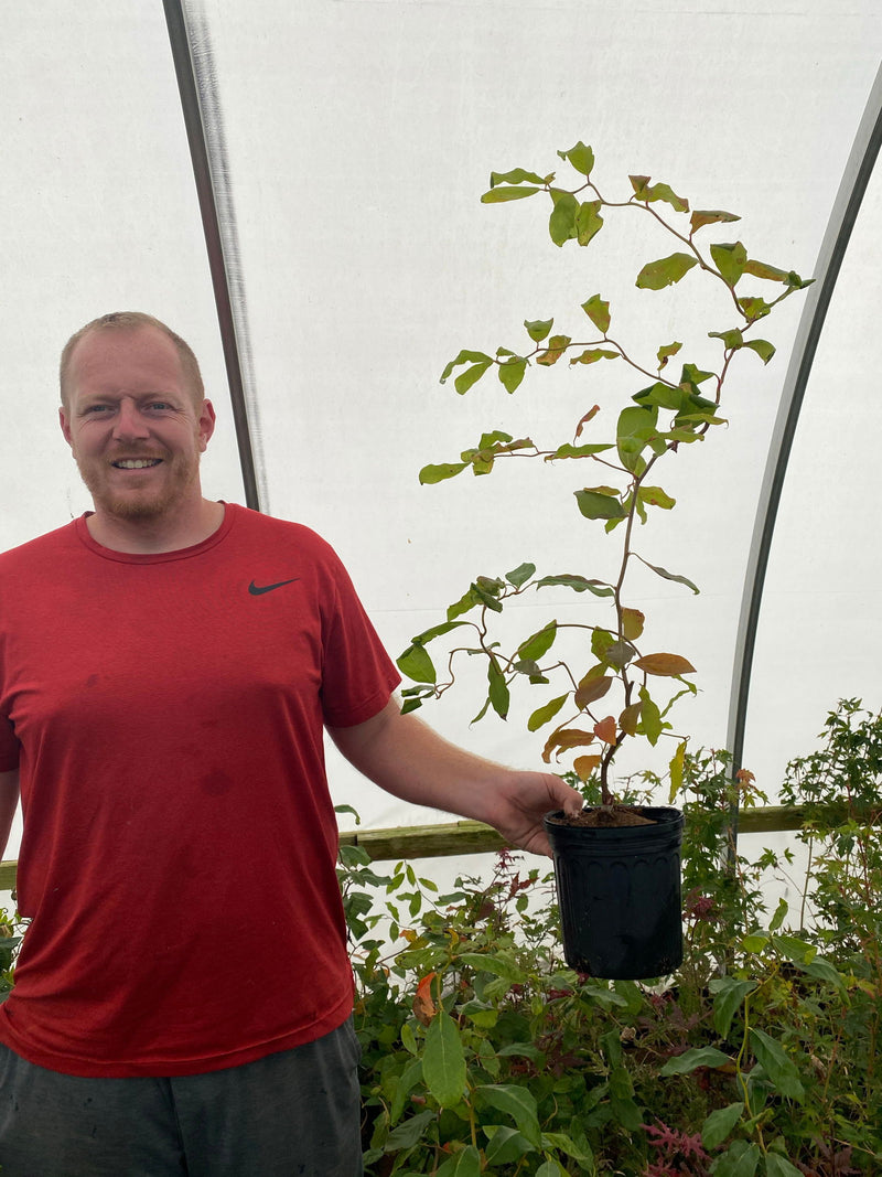 - Nyssa sylvatica 'Zydeco Twist' Contorted Black Gum - Mr Maple │ Buy Japanese Maple Trees