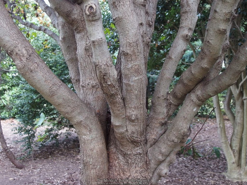 Liquidambar styraciflua 'Oconee' Oconee Sweet Gum