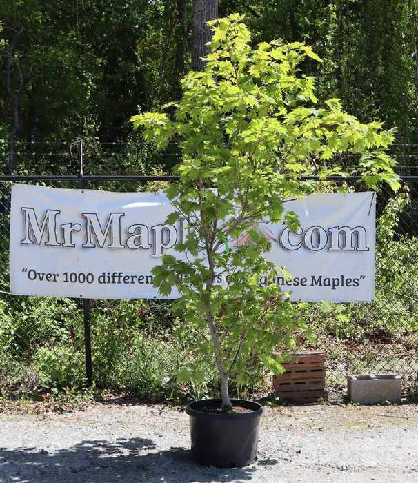 FOR PICK UP ONLY | Acer japonicum 'O-isami'  Full Moon Japanese Maple | DOES NOT SHIP