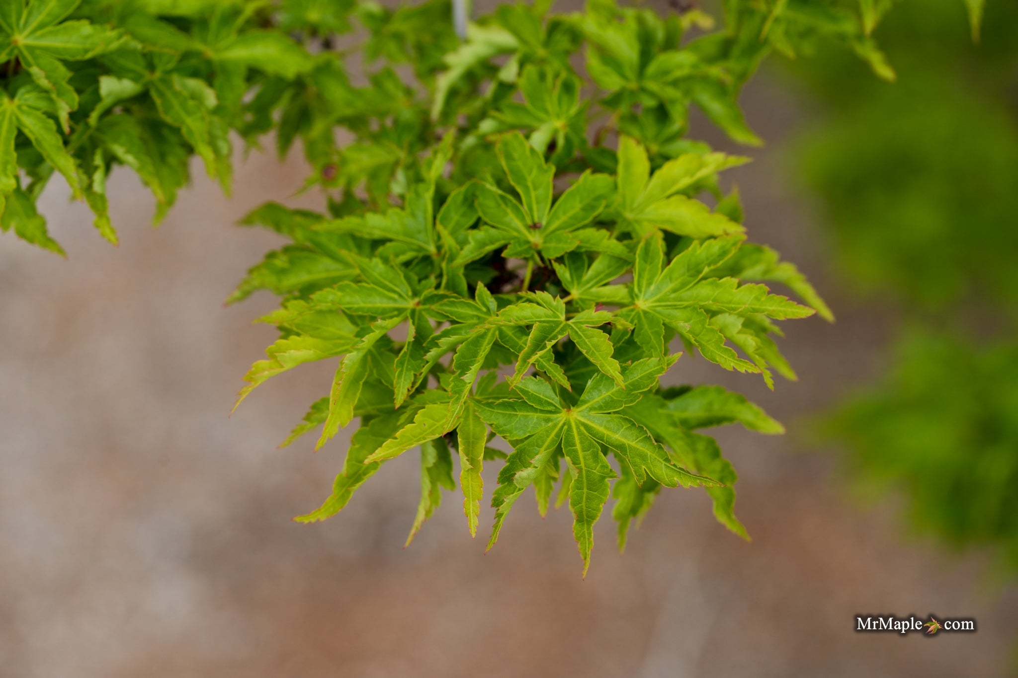 Buy Acer palmatum 'Ojishi' Male Lion Japanese Maple — Mr Maple