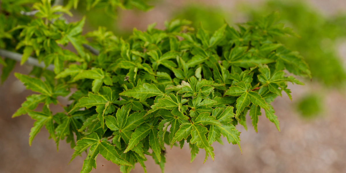 Buy Acer palmatum 'Ojishi' Male Lion Japanese Maple — Mr Maple