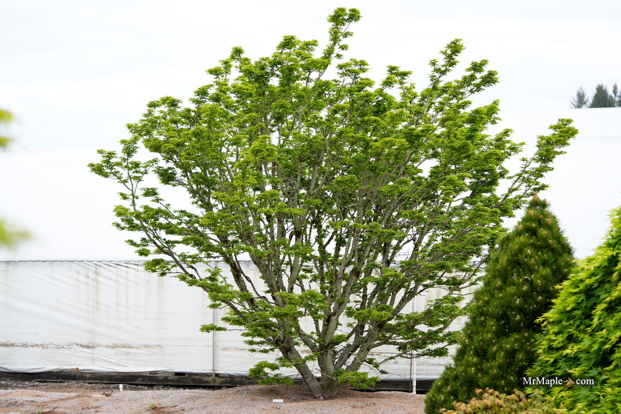 Buy Acer palmatum 'Ojishi' Male Lion Japanese Maple — Mr Maple