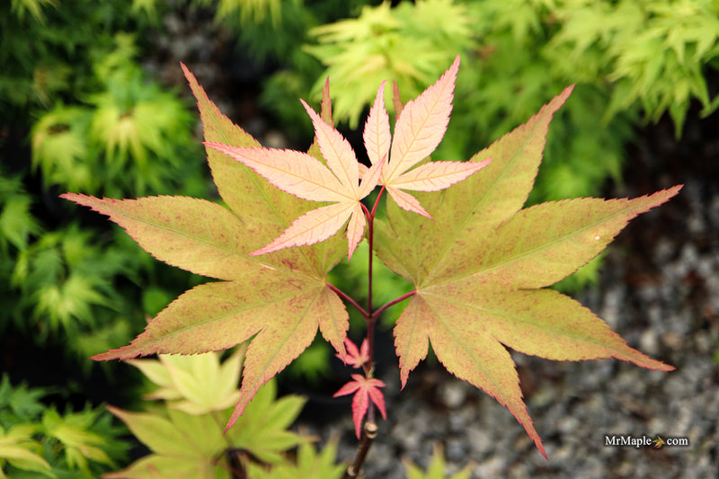 Acer palmatum 'Omato' Japanese Maple