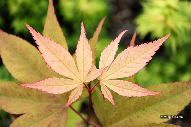Acer palmatum 'Omato' Japanese Maple