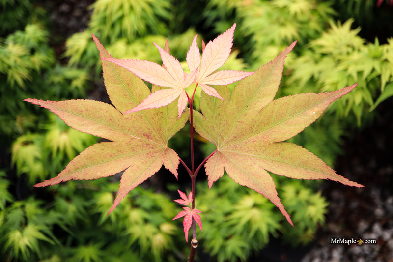 Acer palmatum 'Omato' Japanese Maple