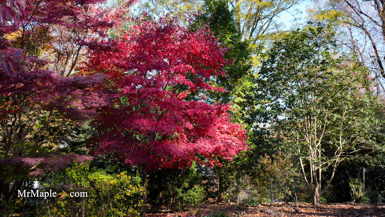 Acer palmatum 'Omato' Japanese Maple