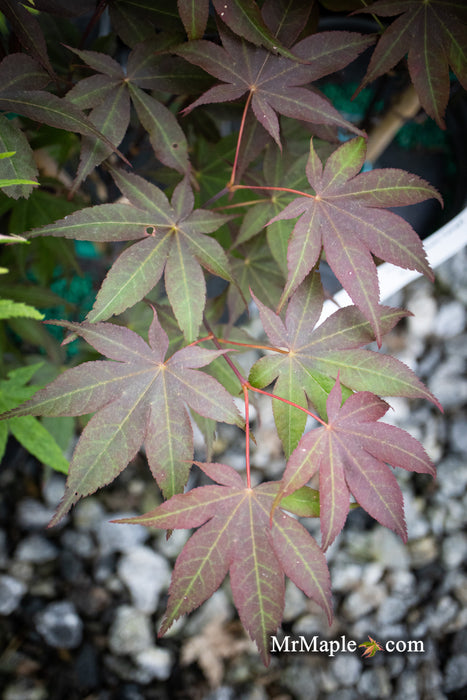 Acer palmatum 'Onyx' Japanese Maple