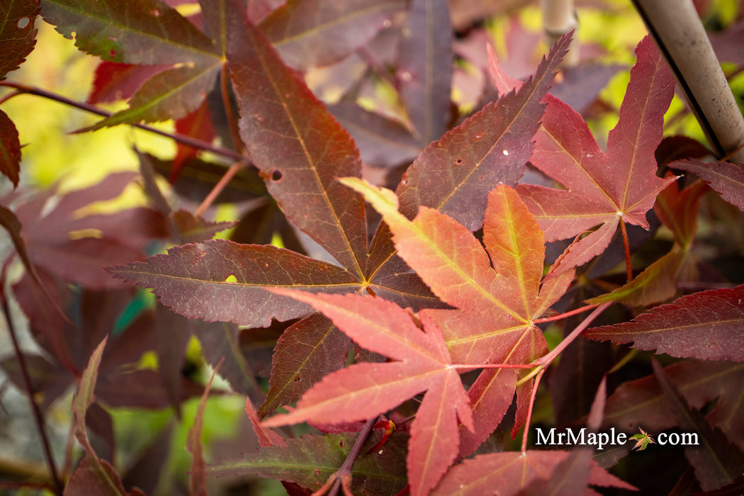 Acer palmatum 'Onyx' Japanese Maple
