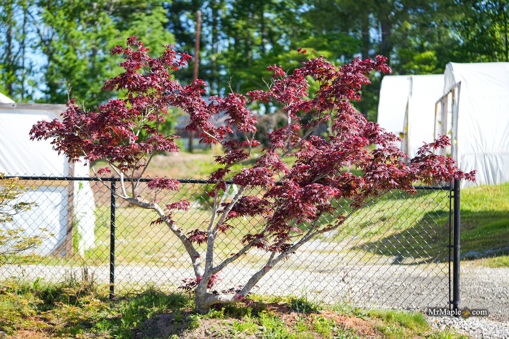 Buy Acer palmatum 'Oregon Sunset' Japanese Maple — Mr Maple │ Buy