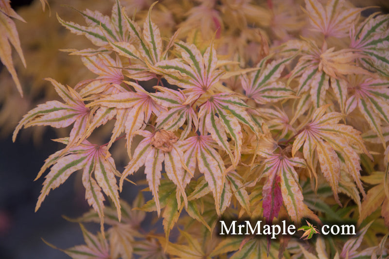- FOR PICKUP ONLY | Acer palmatum 'Ikandi' Japanese Maple| DOES NOT SHIP - Mr Maple │ Buy Japanese Maple Trees