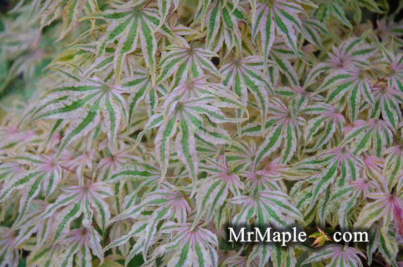 - FOR PICKUP ONLY | Acer palmatum 'Ikandi' Japanese Maple| DOES NOT SHIP - Mr Maple │ Buy Japanese Maple Trees