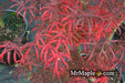 - FOR PICK UP ONLY | Acer palmatum 'Peve Starfish' Japanese Maple | DOES NOT SHIP - Mr Maple │ Buy Japanese Maple Trees