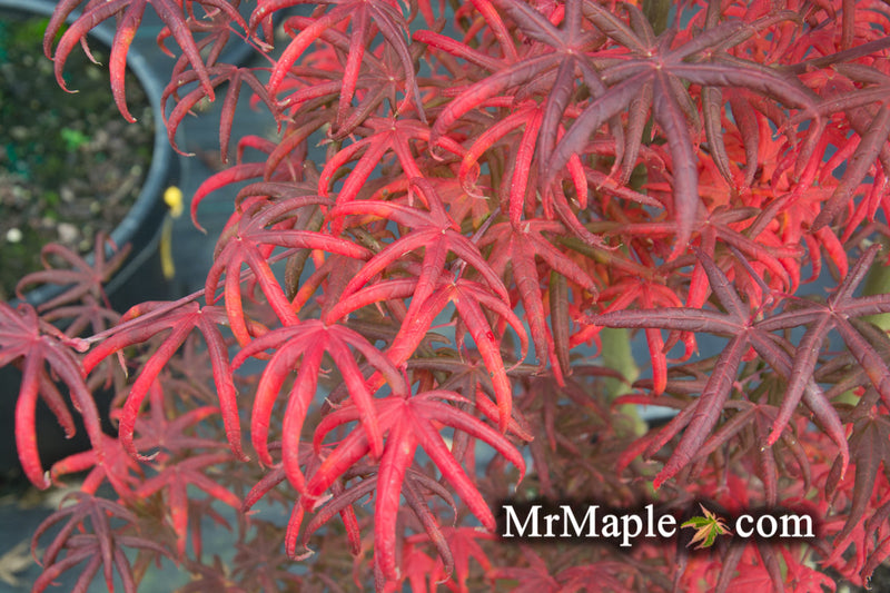 - FOR PICK UP ONLY | Acer palmatum 'Peve Starfish' Japanese Maple | DOES NOT SHIP - Mr Maple │ Buy Japanese Maple Trees