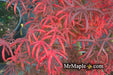 - FOR PICK UP ONLY | Acer palmatum 'Peve Starfish' Japanese Maple | DOES NOT SHIP - Mr Maple │ Buy Japanese Maple Trees