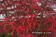 - FOR PICK UP ONLY | Acer palmatum 'Peve Starfish' Japanese Maple | DOES NOT SHIP - Mr Maple │ Buy Japanese Maple Trees