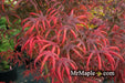 - FOR PICK UP ONLY | Acer palmatum 'Peve Starfish' Japanese Maple | DOES NOT SHIP - Mr Maple │ Buy Japanese Maple Trees