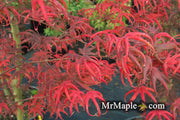 - FOR PICK UP ONLY | Acer palmatum 'Peve Starfish' Japanese Maple | DOES NOT SHIP - Mr Maple │ Buy Japanese Maple Trees