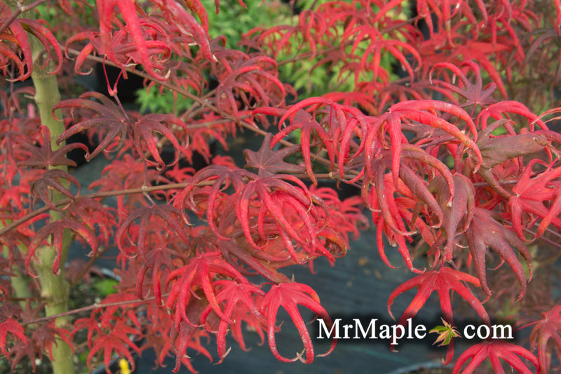 - FOR PICK UP ONLY | Acer palmatum 'Peve Starfish' Japanese Maple | DOES NOT SHIP - Mr Maple │ Buy Japanese Maple Trees