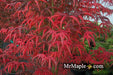 - FOR PICK UP ONLY | Acer palmatum 'Peve Starfish' Japanese Maple | DOES NOT SHIP - Mr Maple │ Buy Japanese Maple Trees