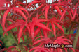 - FOR PICK UP ONLY | Acer palmatum 'Peve Starfish' Japanese Maple | DOES NOT SHIP - Mr Maple │ Buy Japanese Maple Trees