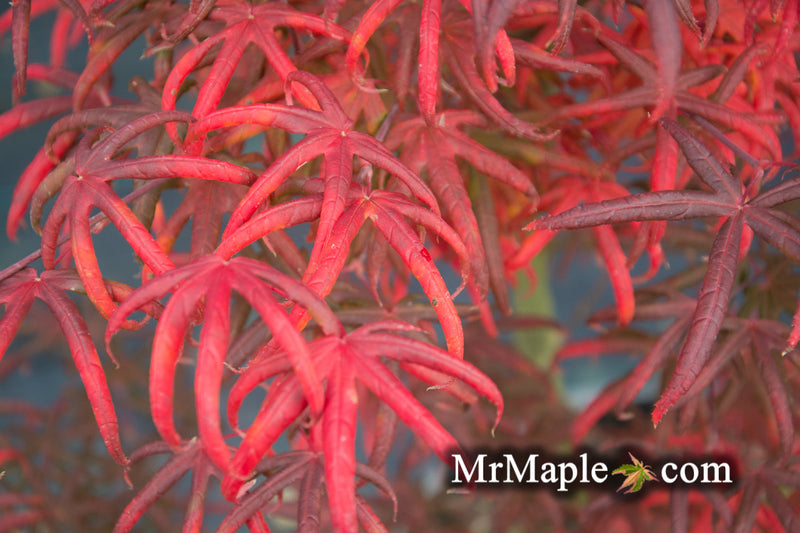 - FOR PICK UP ONLY | Acer palmatum 'Peve Starfish' Japanese Maple | DOES NOT SHIP - Mr Maple │ Buy Japanese Maple Trees