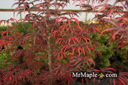 - FOR PICK UP ONLY | Acer palmatum 'Peve Starfish' Japanese Maple | DOES NOT SHIP - Mr Maple │ Buy Japanese Maple Trees
