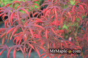 - FOR PICK UP ONLY | Acer palmatum 'Peve Starfish' Japanese Maple | DOES NOT SHIP - Mr Maple │ Buy Japanese Maple Trees