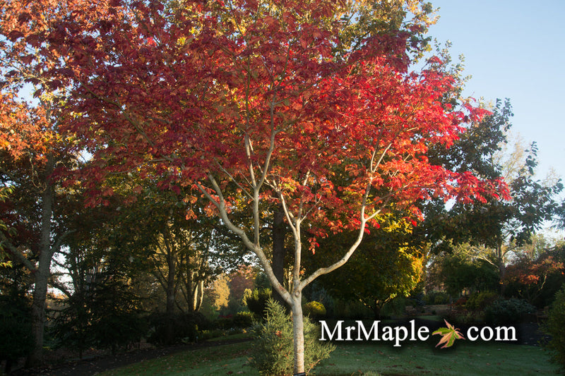 - FOR PICKUP ONLY | Acer japonicum 'Mai kujaku' Dancing Peacock Japanese Maple | DOES NOT SHIP - Mr Maple │ Buy Japanese Maple Trees