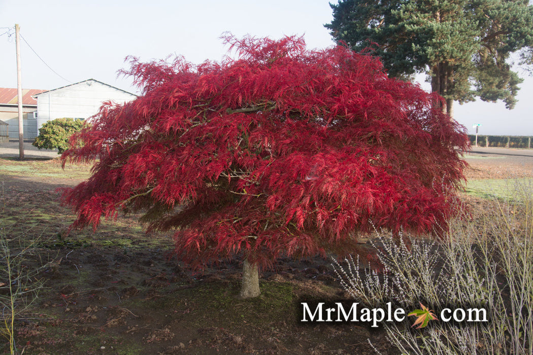 FOR PICK UP ONLY | Acer palmatum 'Watnong' Japanese Maple | DOES NOT SHIP