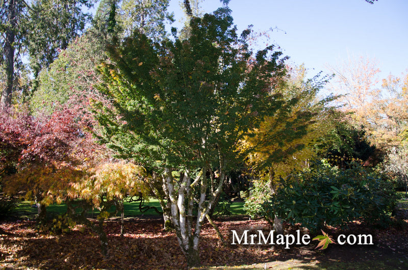 - FOR PICKUP ONLY | Acer palmatum 'Shishigashira' Lion's Head Japanese Maple | DOES NOT SHIP - Mr Maple │ Buy Japanese Maple Trees