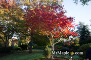 - FOR PICKUP ONLY | Acer japonicum 'Mai kujaku' Dancing Peacock Japanese Maple | DOES NOT SHIP - Mr Maple │ Buy Japanese Maple Trees