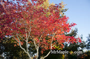 - FOR PICKUP ONLY | Acer japonicum 'Mai kujaku' Dancing Peacock Japanese Maple | DOES NOT SHIP - Mr Maple │ Buy Japanese Maple Trees