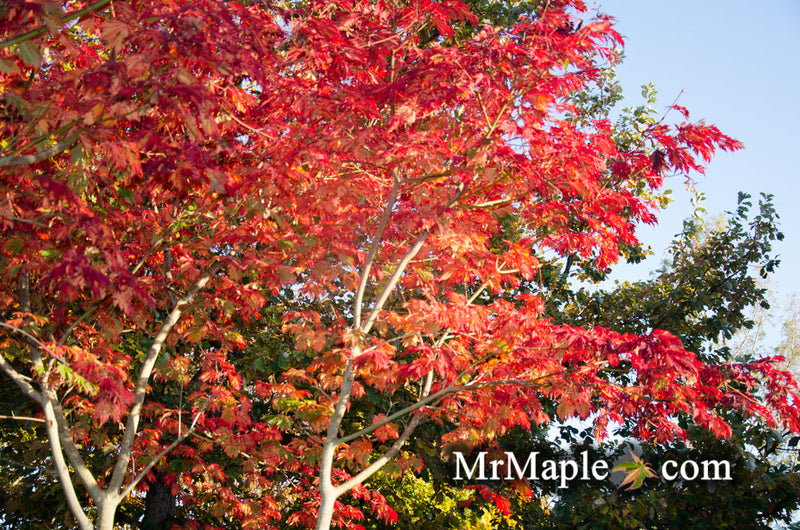 - FOR PICKUP ONLY | Acer japonicum 'Mai kujaku' Dancing Peacock Japanese Maple | DOES NOT SHIP - Mr Maple │ Buy Japanese Maple Trees
